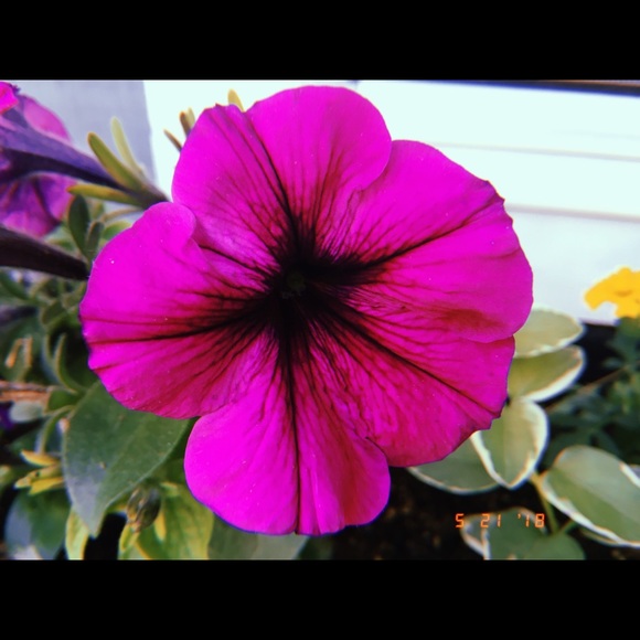 hannah81798